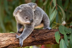 koala sanctuary carity MMORPG donations